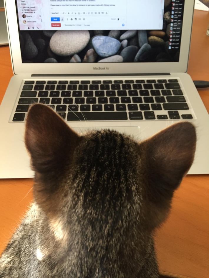 cat looking at laptop
