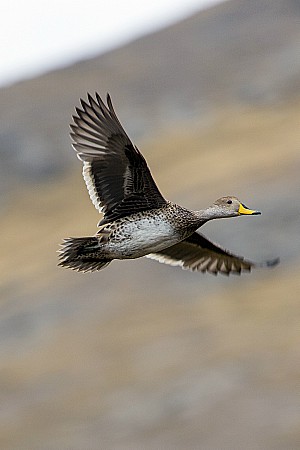 Yellow-billed pintail duck is one species that Scott and his team are studying in the Andes.