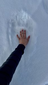 Erika Bullen's hand within a polar bear paw print